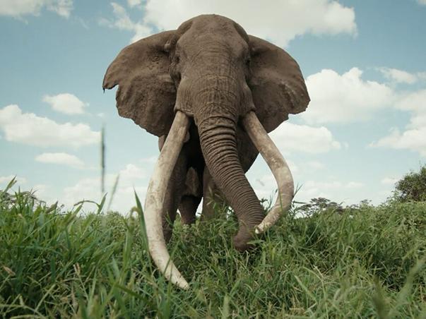 nature tusker 603