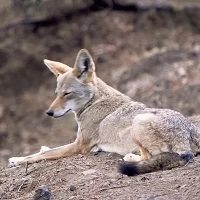 Screen Shot 2021 04 28 at 9.51.14 PM