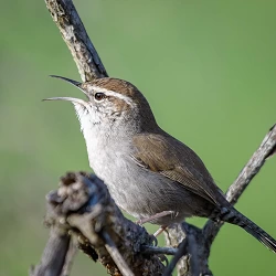 Bewicks Wren 39098681115