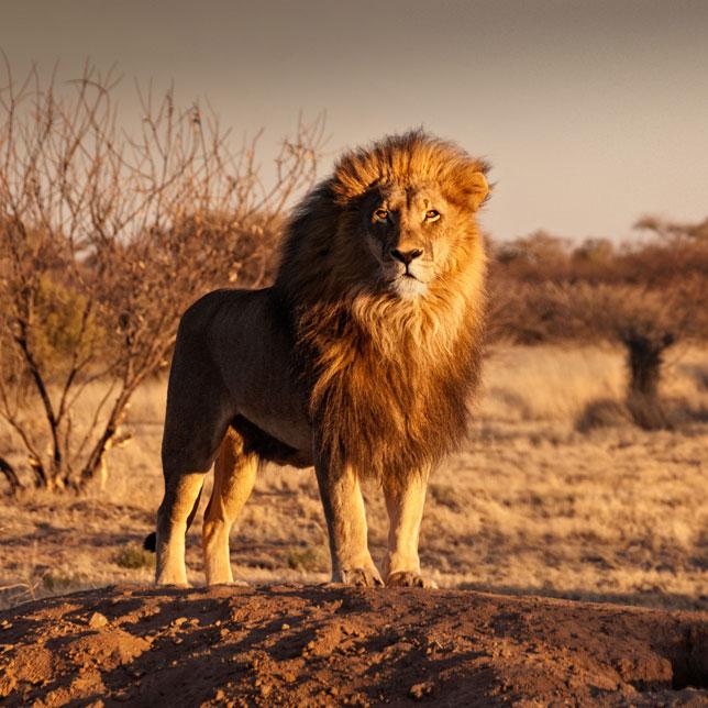 Lion Recovery Fund::<br>Lions are known as the top predator in Africa. While seen as a strong and resilient species their numbers are dwindling due to illegal trade, difficulties co-existing near humans, and under-resourced wildlife areas. Lion
