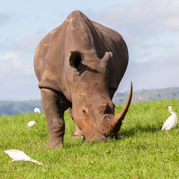 Rhino Recovery Fund::<br>Known for their large horns and tough armor, Rhinos are exceptionally good at surviving on their own in the wild as it has no natural predator. Rhino