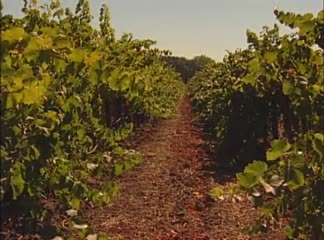 Los Carneros